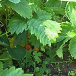 Hiding 😄🍓😋 이미지