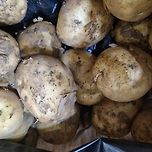 갓수확한 햇감자 쪄먹기 이미지