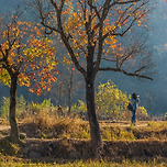 빈들에 바람이 불면 이미지