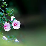 술래잡기 이미지