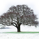 겨울나무(冬木)의 꿈 이미지