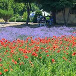 6월 가볼만한곳 하늬라벤다팜 라벤다축제 이미지