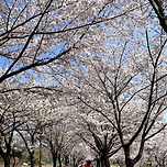 ▶4월6일(일) 안산 화랑호수로 벚꽃터널 걸으며 봄꽃내음 맡고 미술관도 가요 이미지