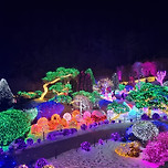 아침고요수목원 불빛축제 오색별빛정원 다녀왔어요. 이미지