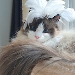 주인님 사랑합니당 이미지