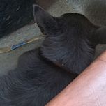 밀항자. Stowaway. Безбилетник.😃 🤭 이미지