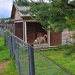 🐕 ⛈️ 이미지