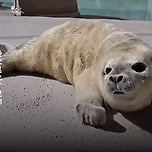 푸바오급 미모 서울대공원 점박이물범 방울이.jpgif 이미지