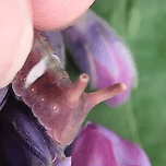 독침공격하는 애벌레.gif 이미지