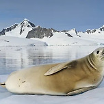독특한구조를 가진 게잡이물범의 이빨.jpg 이미지