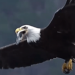 날면서 물고기를 삼킬수 있는 흰머리수리.gif 이미지