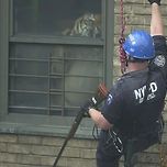 할렘의 호랑이 밍.jpgif 이미지