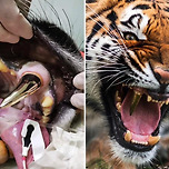 호랑이가 금이빨을한 사연.jpgif 이미지