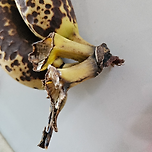 초파리 박멸방법 이미지