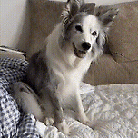 한글 아는데 사기당함 이미지