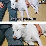 같이 살아본 사람들은 실내견으로 완벽하다고 평가하는 견종 진돗개 이미지