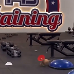 헬스장에서 놀던 댕댕이의 최후 이미지