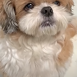 시츄는 진짜 천사임 이미지