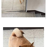 엘베 점검에 화난 강아지 이미지