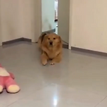 사과 한쪽을 떨어트려 보았다.mp4 이미지