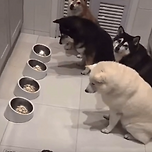 거북이가 먹을때까지 기다리는 개들 이미지