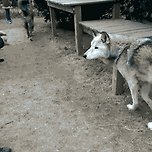 동물들의 실제 크기를 체감해보자.gif 이미지