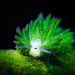 바다의 양이라 불리는 민달팽이 이미지