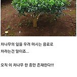 의외로 모르는 사람이 많다는 차(tea)의 비밀 이미지