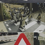 세상에서 단 하나뿐인 펭귄 전용 횡단보도 이미지