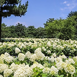 제주도 ⛱ 휴애리 유럽 수국축제 ❤️‍🔥 이미지
