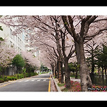 [서울 노원] 당현천(堂峴川)의 봄 / 春 이미지