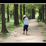 [서울 마포] 하늘공원 메타세콰이어길 산책 이미지