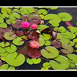 [경기 양평] 세미원(洗美苑) 수련(睡蓮) 이미지