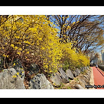 [서울 노원] 당현천(堂峴川) 개나리 이미지