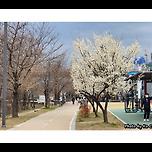 [서울 성동] 청계천 하동매실거리(살곶이다리 →제2마장교)매화 이미지