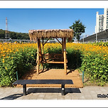 [서울 노원] 중랑천 황화코스모스길 산책 이미지