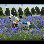 [경기 남양주] 남양주 한강공원 삼패지구 산책 2 이미지