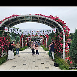 [경기 과천] 서울대공원 장미원 산책 이미지