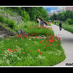 [서울 노원] 노원수변공원 당현천(堂峴川) 산책 이미지