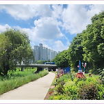 [서울 노원] 당현천(堂峴川)의 여름 / 夏 이미지