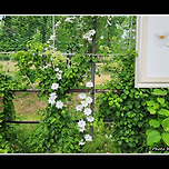 [경기 구리] 구리한강시민공원 유채꽃축제장 산책 이미지