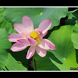 [서울 광진] 서울어린이대공원 연꽃, 수련 이미지