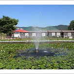 [경기 양주] 나리공원 수련 이미지