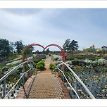 [강원 철원] 철원고석정 꽃밭 산책 (2) 이미지