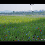 [경기 남양주] 남양주 한강공원 삼패지구 산책 1 이미지