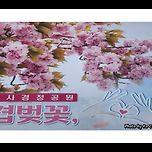 [경기 하남] 미사경정공원 겹벚꽃 이미지