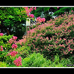 [서울 용산] 국립중앙박물관의 여름 / 夏 이미지