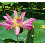 [서울 광진] 서울어린이공원 연꽃, 수련 이미지