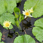 [경기 양평] 세미원(洗美苑) 수련 이미지