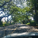 애월에서 서귀포로 가는길에 청주 가로수길 같기도 ㅎ 이미지